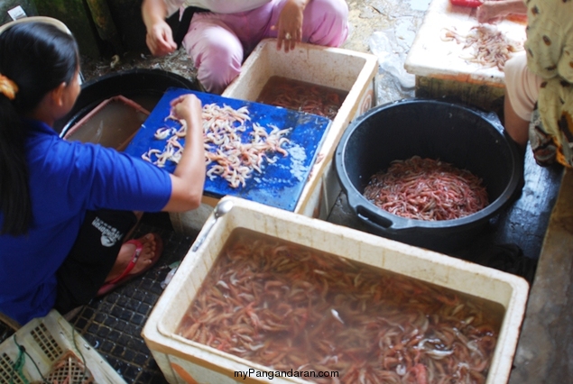 Melihat Bakul Udang di Sungai Cikidang