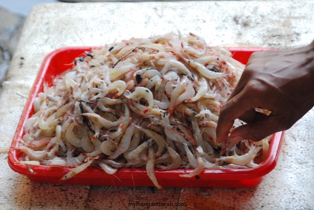 Melihat Bakul Udang di Sungai Cikidang