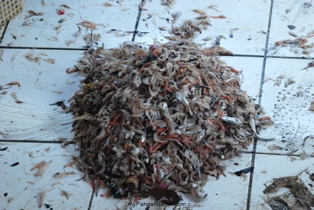 Melihat Bakul Udang di Sungai Cikidang