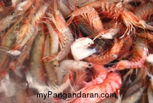 Melihat Bakul Udang di Sungai Cikidang