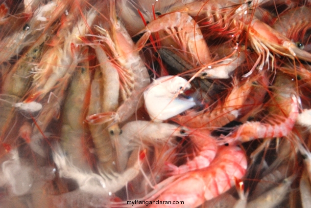 Melihat Bakul Udang di Sungai Cikidang