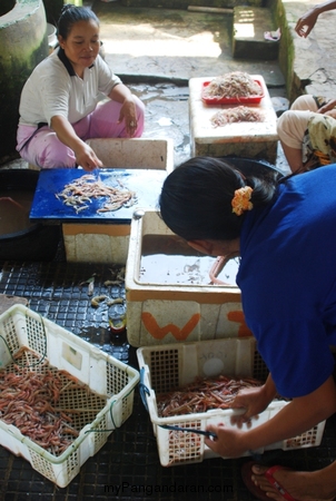 Melihat Bakul Udang di Sungai Cikidang