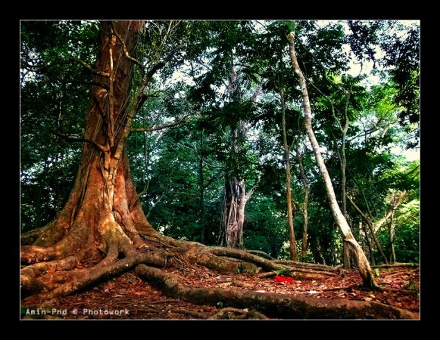 Taman Wisata Alam Pangandaran Dalam Lensa