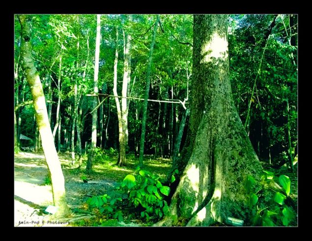 Taman Wisata Alam Pangandaran Dalam Lensa