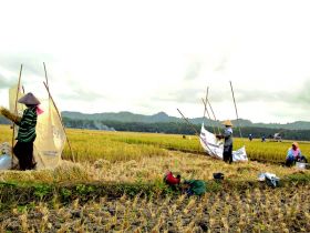 Panen Raya Warga Desa Babakan-Pangandaran