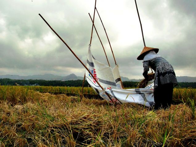 Panen Raya Warga Desa Babakan-Pangandaran