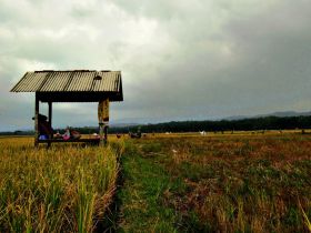 Panen Raya Warga Desa Babakan-Pangandaran