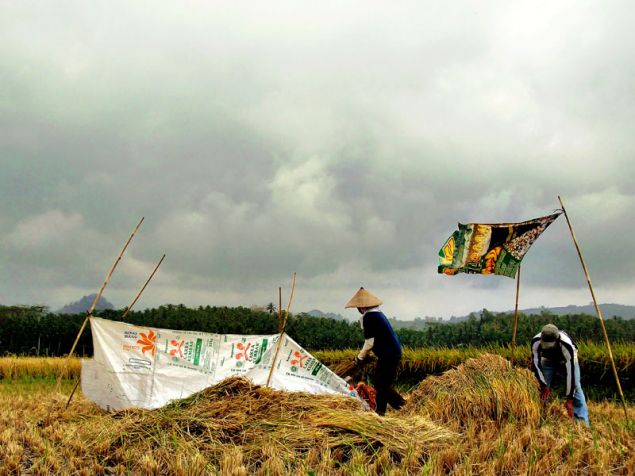 Panen Raya Warga Desa Babakan-Pangandaran