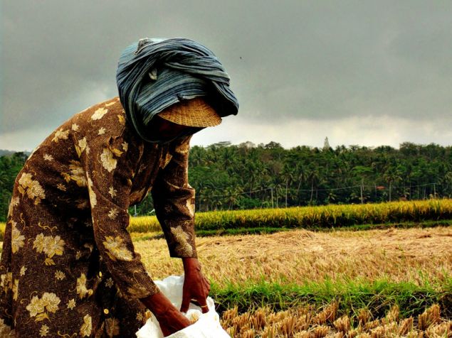 Panen Raya Warga Desa Babakan-Pangandaran