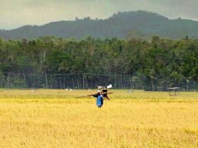 Panen Raya Warga Desa Babakan-Pangandaran