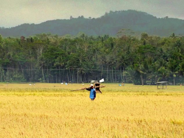 Panen Raya Warga Desa Babakan-Pangandaran