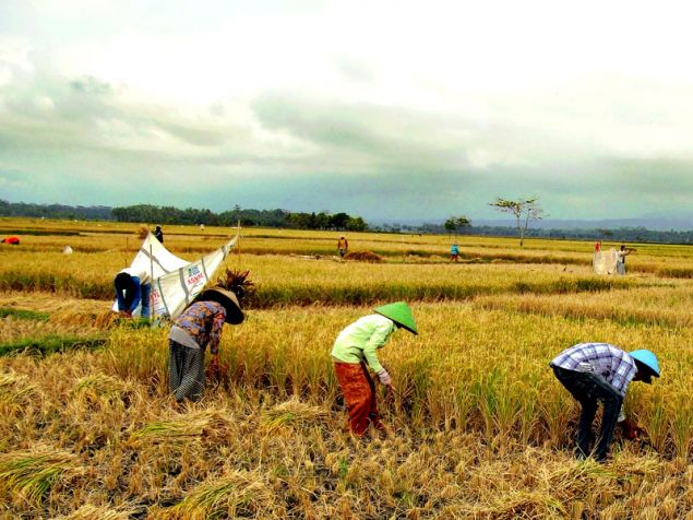 Panen Raya Warga Desa Babakan-Pangandaran