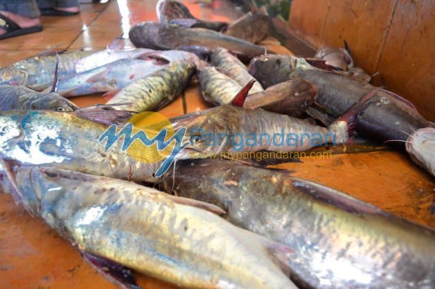 Suasana Pelelangan Ikan Pangandaran