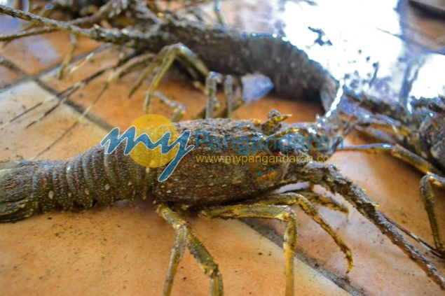 Suasana Pelelangan Ikan Pangandaran