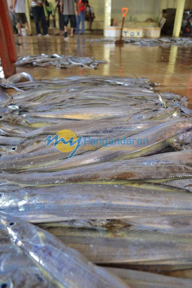 Suasana Pelelangan Ikan Pangandaran