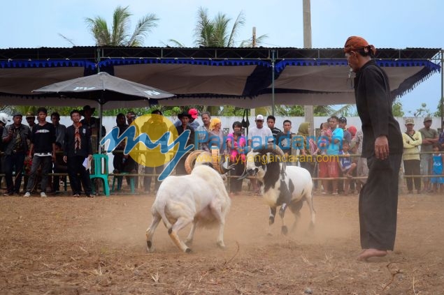 Kontes Ketangkasan Domba Buka Gelaran Kontes Ternak Tingkat Provinsi 2012