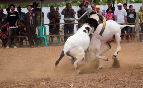 Kontes Ketangkasan Domba Buka Gelaran Kontes Ternak Tingkat Provinsi 2012