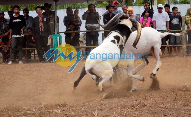 Kontes Ketangkasan Domba Buka Gelaran Kontes Ternak Tingkat Provinsi 2012