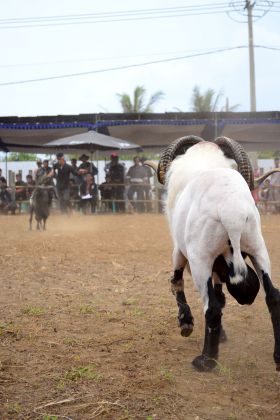 Kontes Ketangkasan Domba Buka Gelaran Kontes Ternak Tingkat Provinsi 2012