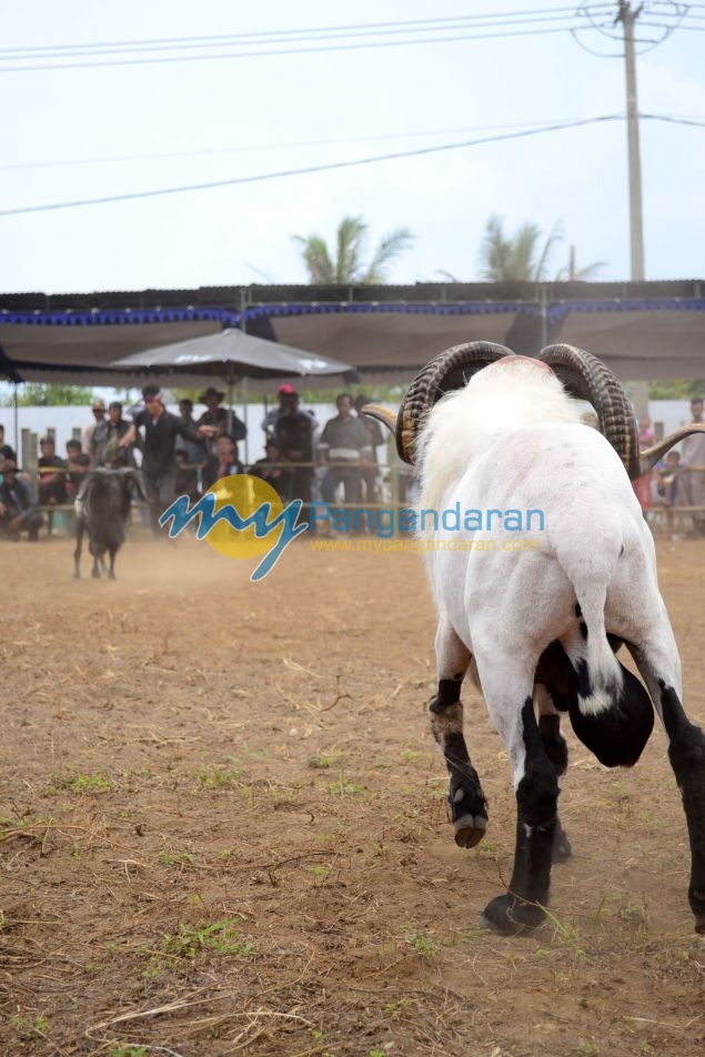 Kontes Ketangkasan Domba Buka Gelaran Kontes Ternak Tingkat Provinsi 2012