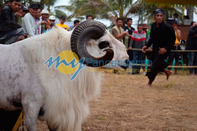 Kontes Ketangkasan Domba Buka Gelaran Kontes Ternak Tingkat Provinsi 2012