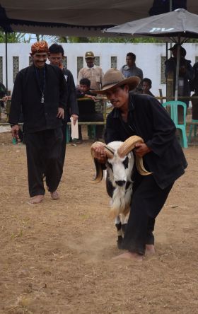 Kontes Ketangkasan Domba Buka Gelaran Kontes Ternak Tingkat Provinsi 2012