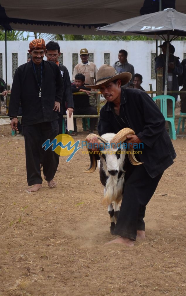 Kontes Ketangkasan Domba Buka Gelaran Kontes Ternak Tingkat Provinsi 2012