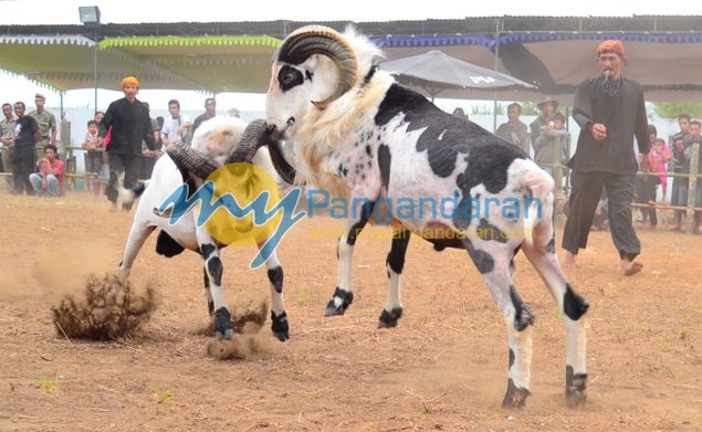 Kontes Ketangkasan Domba Buka Gelaran Kontes Ternak Tingkat Provinsi 2012