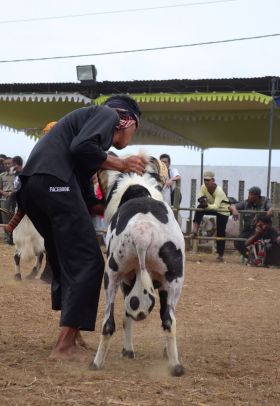 Kontes Ketangkasan Domba Buka Gelaran Kontes Ternak Tingkat Provinsi 2012