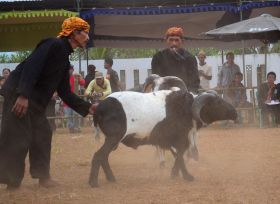 Kontes Ketangkasan Domba Buka Gelaran Kontes Ternak Tingkat Provinsi 2012