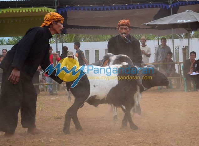 Kontes Ketangkasan Domba Buka Gelaran Kontes Ternak Tingkat Provinsi 2012