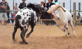 Kontes Ketangkasan Domba Buka Gelaran Kontes Ternak Tingkat Provinsi 2012