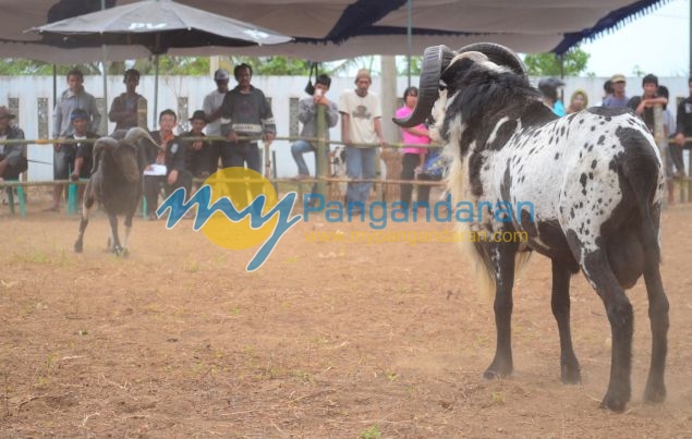 Kontes Ketangkasan Domba Buka Gelaran Kontes Ternak Tingkat Provinsi 2012