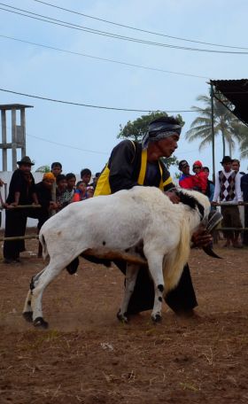 Kontes Ketangkasan Domba Buka Gelaran Kontes Ternak Tingkat Provinsi 2012