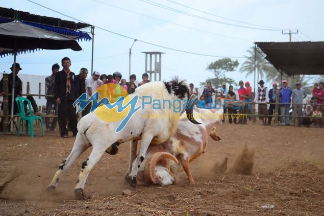 Kontes Ketangkasan Domba Buka Gelaran Kontes Ternak Tingkat Provinsi 2012