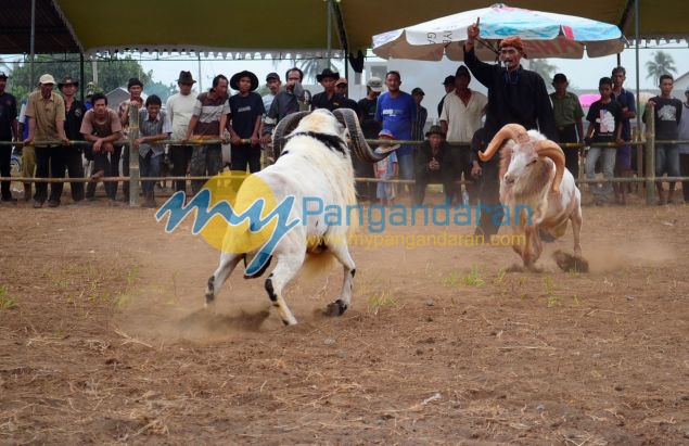 Kontes Ketangkasan Domba Buka Gelaran Kontes Ternak Tingkat Provinsi 2012