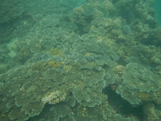 Wisata Snorkling, Menikmati Keindahan Bawah Laut Pangandaran
