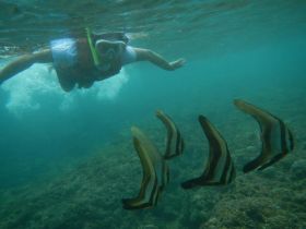 Wisata Snorkling, Menikmati Keindahan Bawah Laut Pangandaran