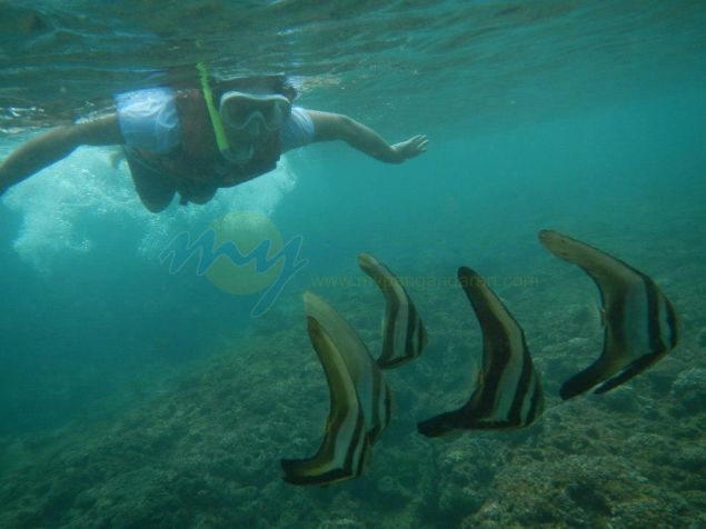 Wisata Snorkling, Menikmati Keindahan Bawah Laut Pangandaran