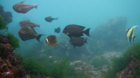 Wisata Snorkling, Menikmati Keindahan Bawah Laut Pangandaran