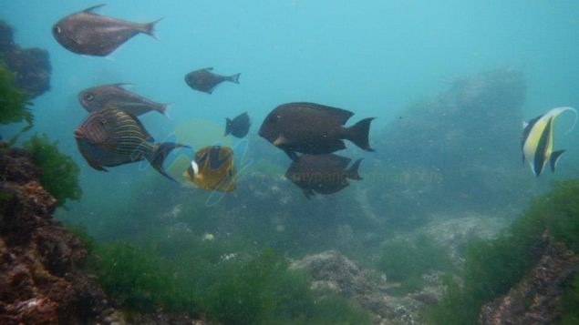 Wisata Snorkling, Menikmati Keindahan Bawah Laut Pangandaran