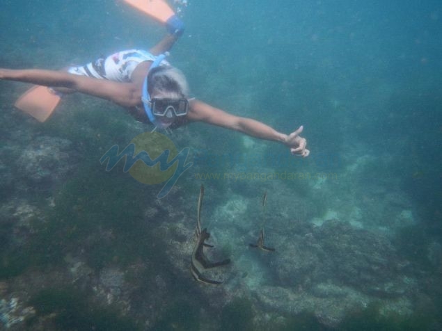 Wisata Snorkling, Menikmati Keindahan Bawah Laut Pangandaran