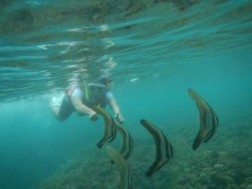 Wisata Snorkling, Menikmati Keindahan Bawah Laut Pangandaran
