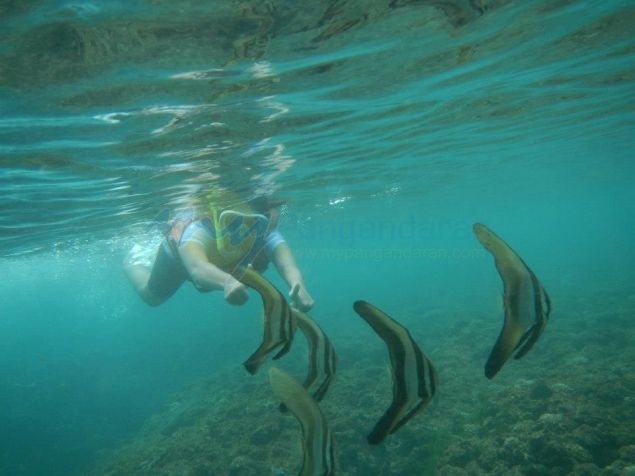 Wisata Snorkling, Menikmati Keindahan Bawah Laut Pangandaran