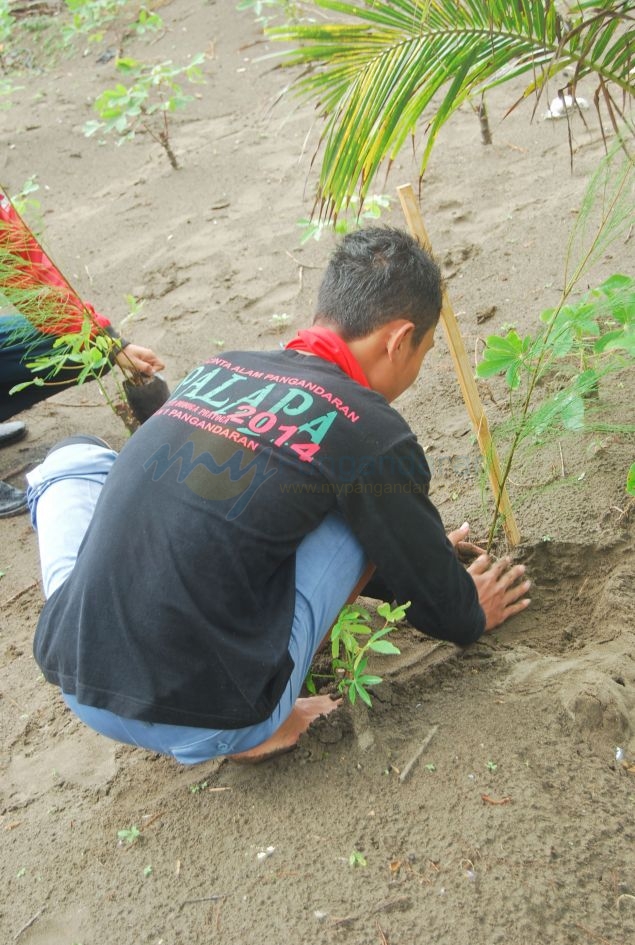 Penghijauan Kawasan Sempadan Pantai Barat Pangandaran