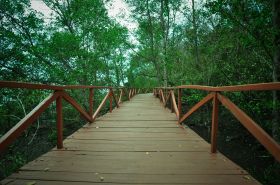 Wisata Hutan Mangrove Batukaras