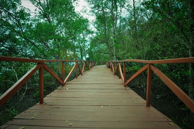 Wisata Hutan Mangrove Batukaras