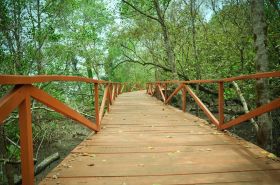 Wisata Hutan Mangrove Batukaras