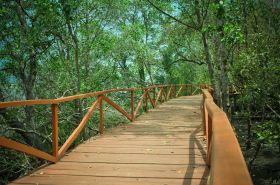 Wisata Hutan Mangrove Batukaras