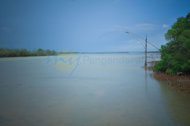 Wisata Hutan Mangrove Batukaras